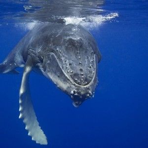 Meet your Posher, Benjamin